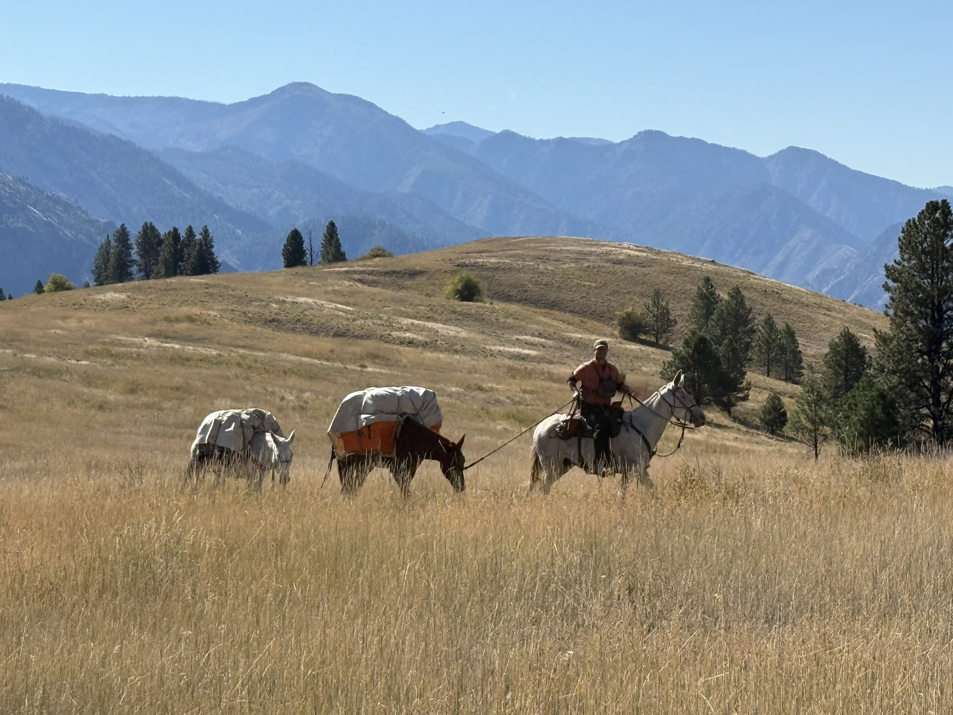Brent packing mules in the Wallowa Mountains